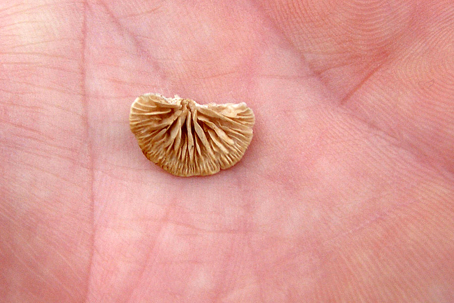 Funghi... e la mia prima micro!